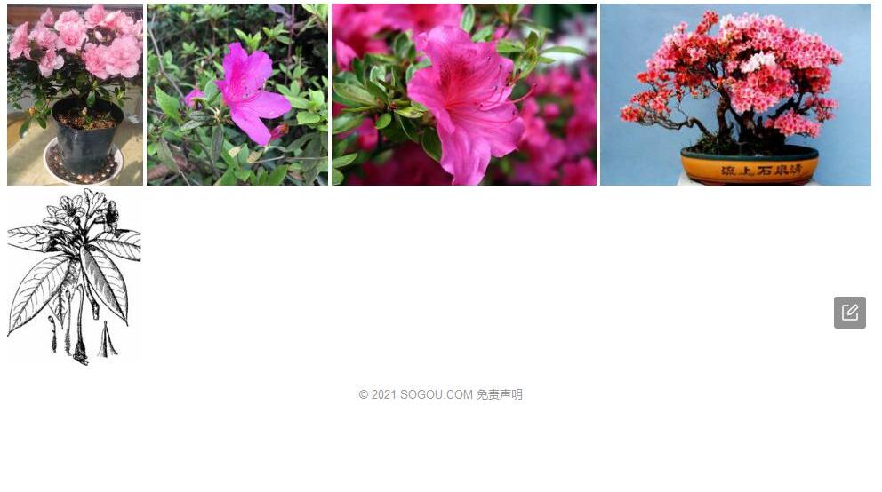毛冠亮鳞杜鹃照片和图片/