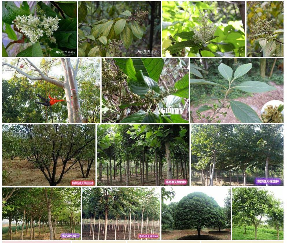 毛冠水锦树照片和图片/