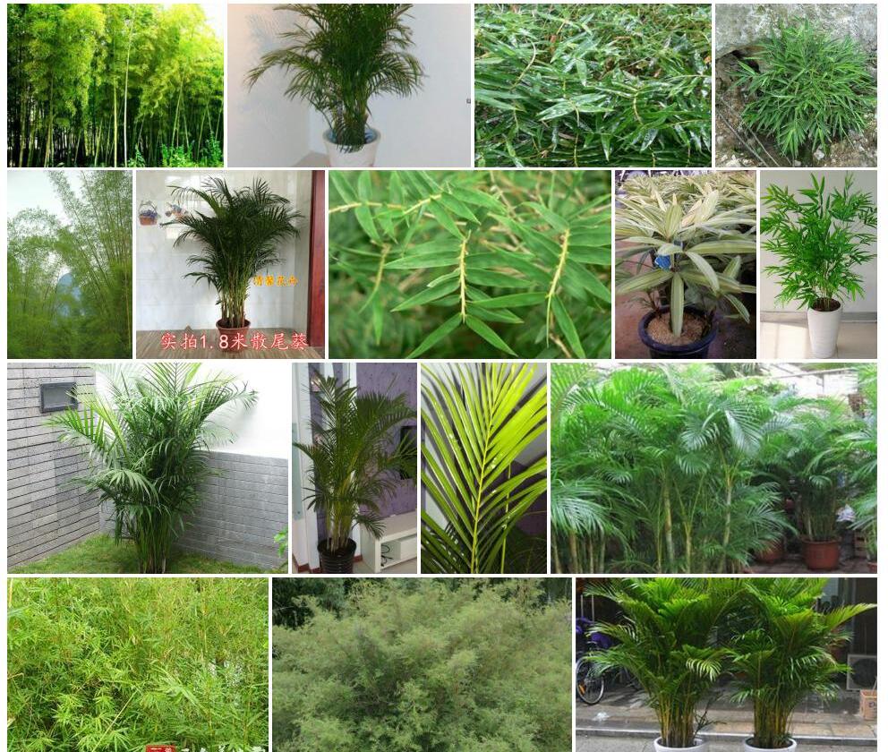 毛凤尾竹照片和图片/