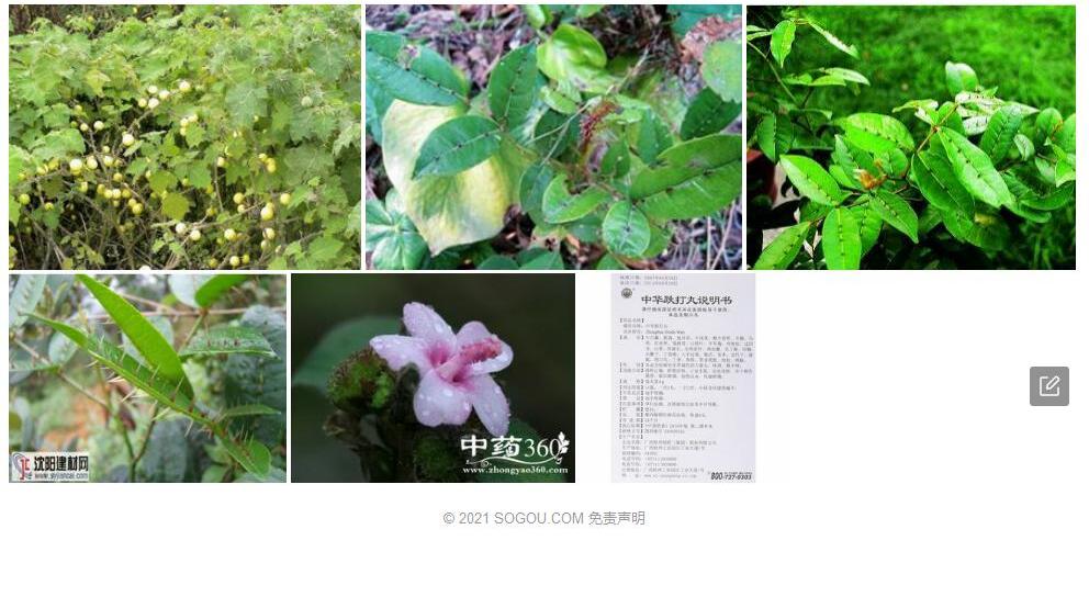 毛叶两面针照片和图片/