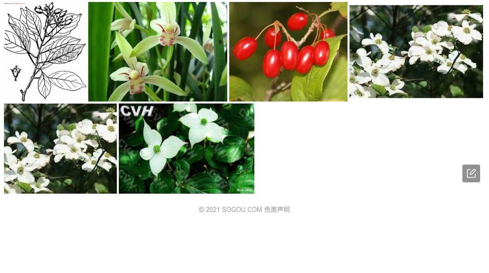 毛叶单室茱萸照片和图片/