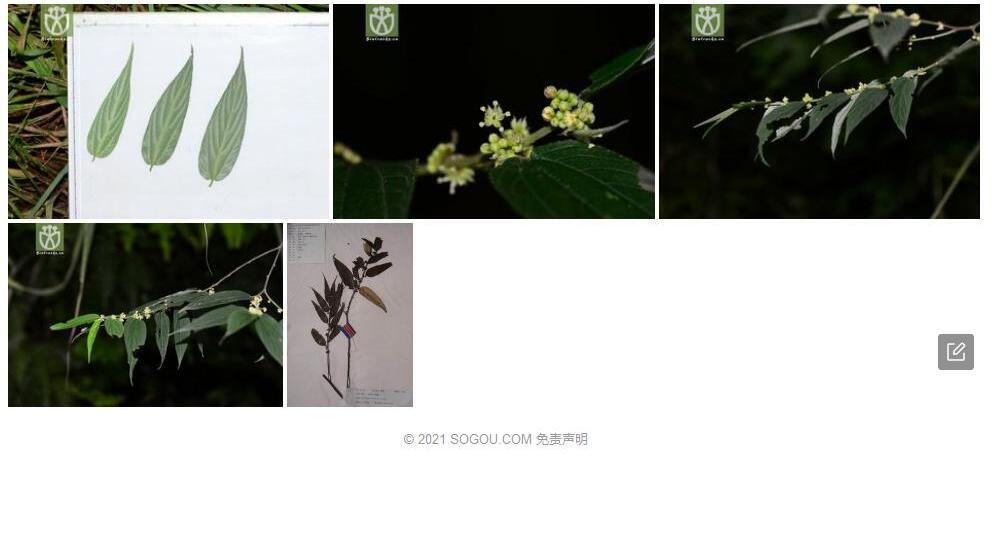 毛叶山柑照片和图片/