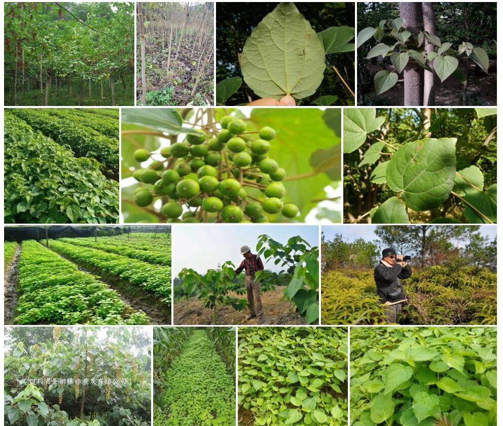 毛叶山桐子照片和图片/