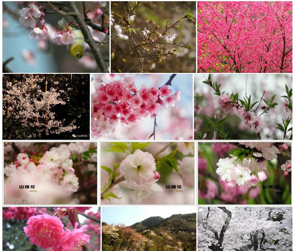毛叶山樱花照片和图片/