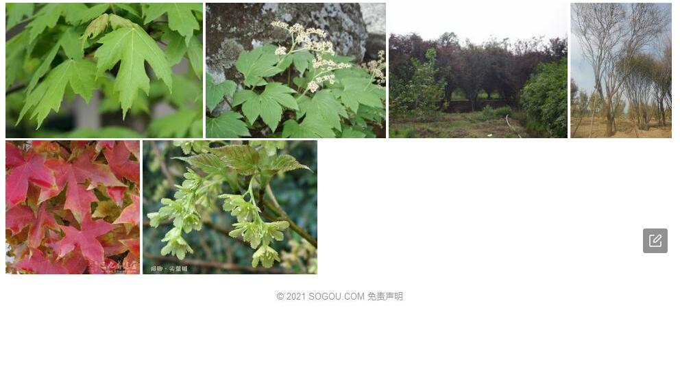 毛叶槭照片和图片/