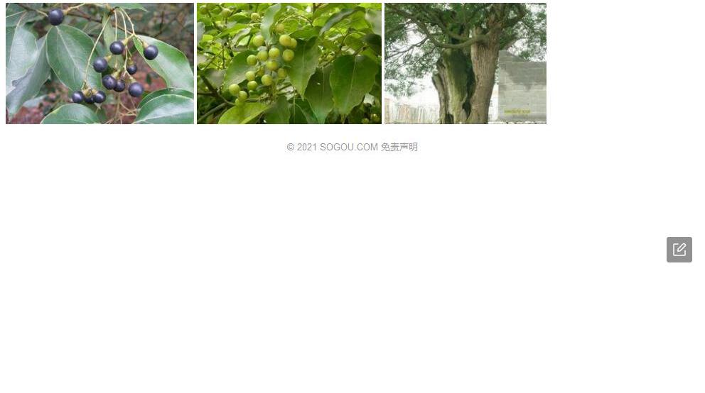 毛叶樟照片和图片/