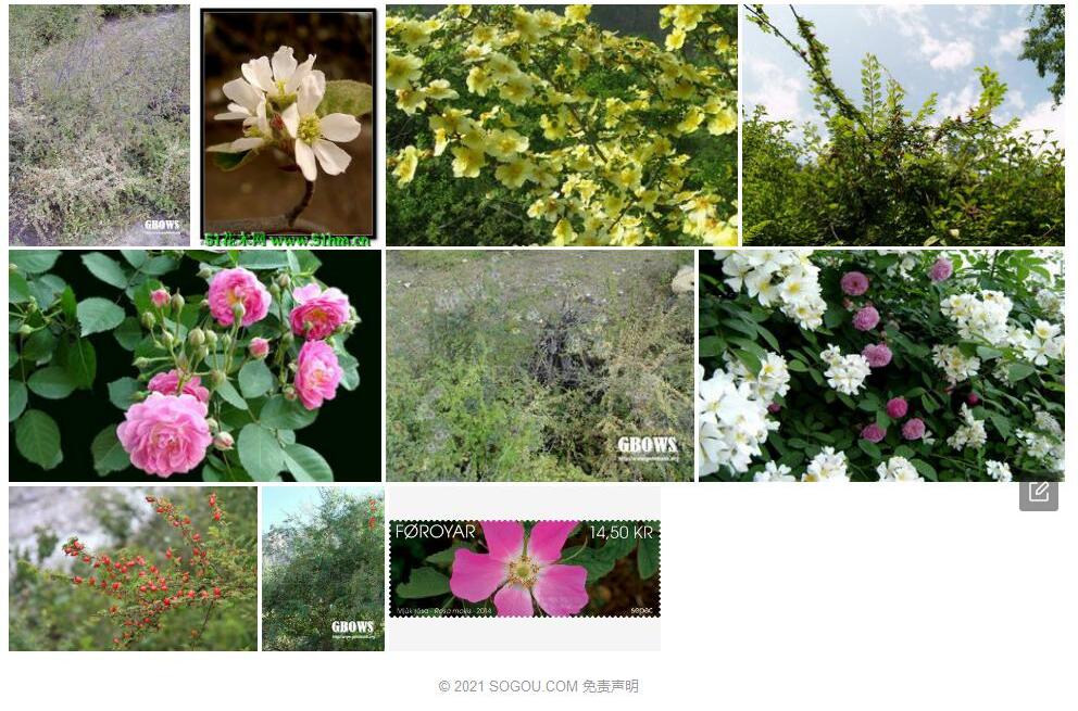 毛叶疏花蔷薇照片和图片/