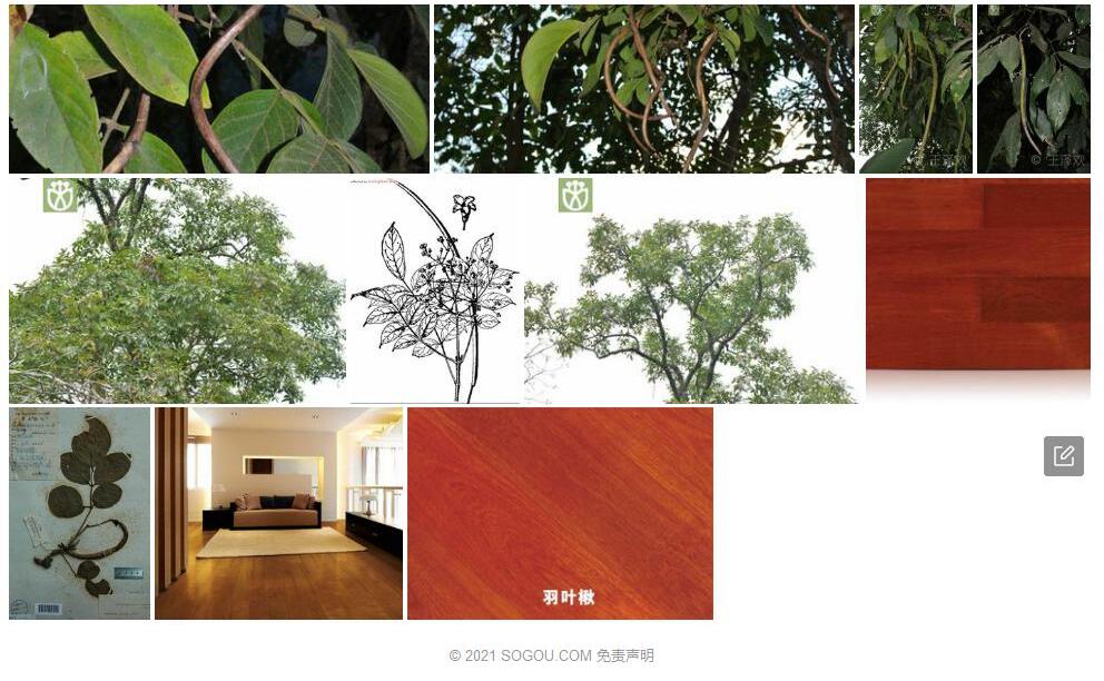 毛叶羽叶楸照片和图片/