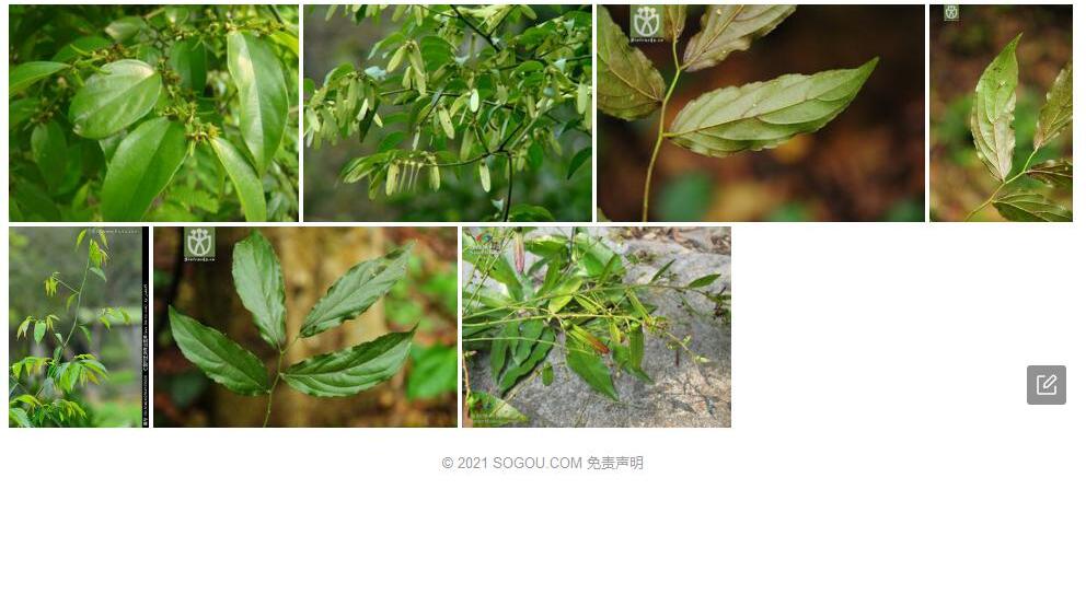 毛叶翼核果照片和图片/