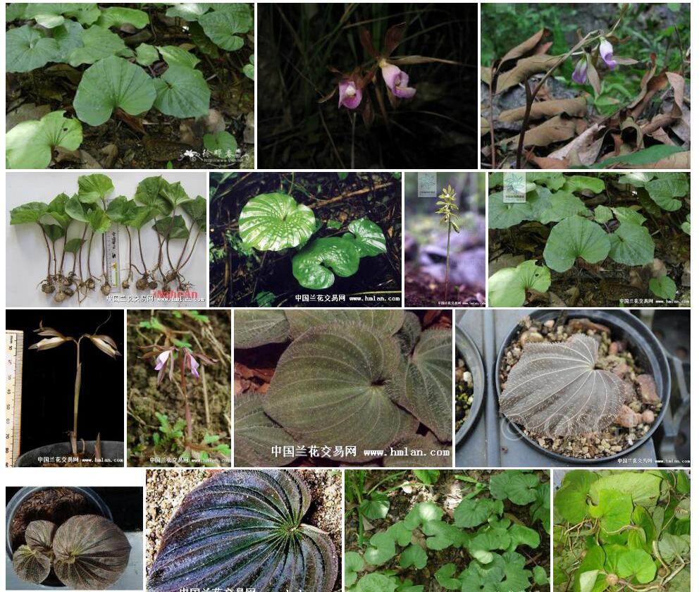 毛叶芋兰照片和图片/