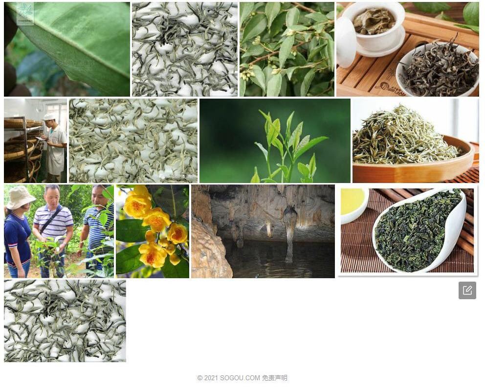 毛叶茶照片和图片/