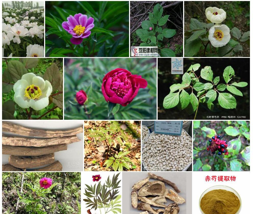 毛叶草芍药照片和图片/