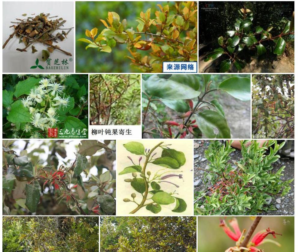 毛叶钝果寄生照片和图片/