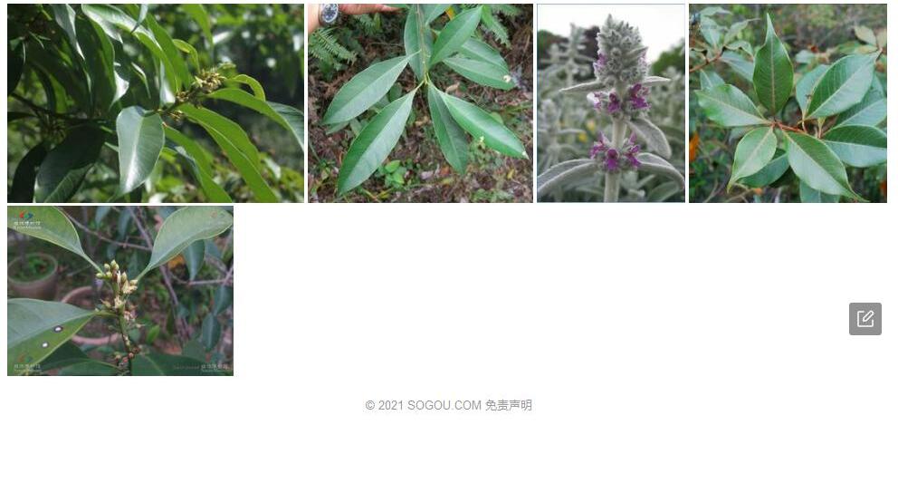 毛叶铁榄照片和图片/