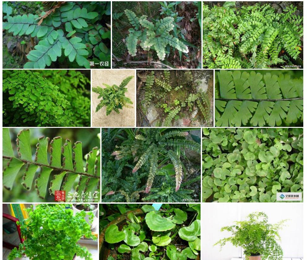 毛叶铁线蕨照片和图片/