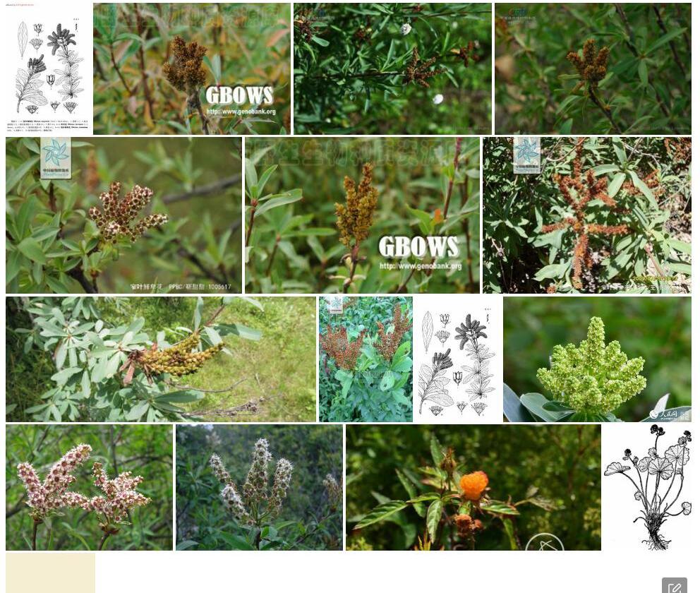 毛叶鲜卑花照片和图片/