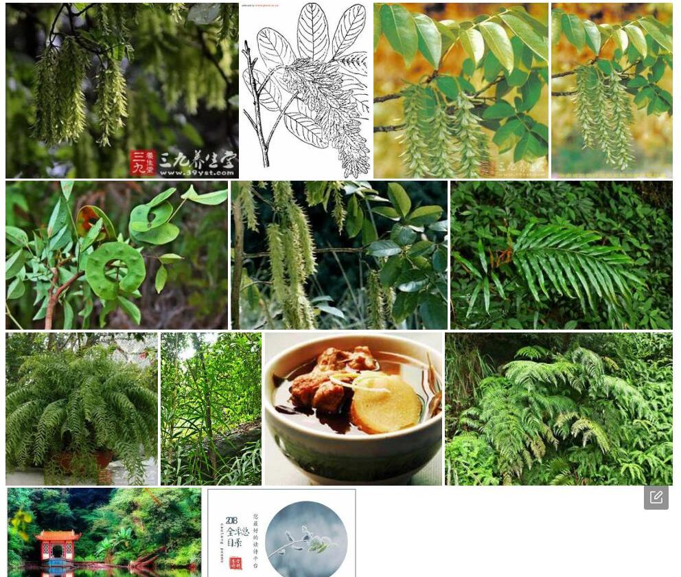毛叶黄杞照片和图片/