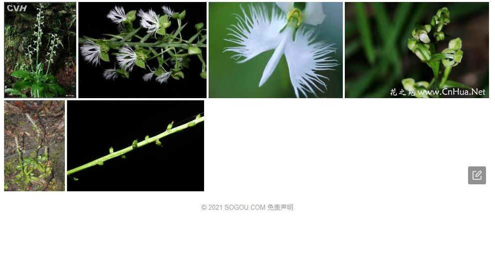 毛唇玉凤花照片和图片/