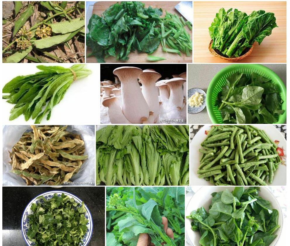 毛喉牛奶菜照片和图片/