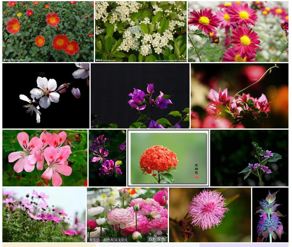 毛喜光花照片和图片/