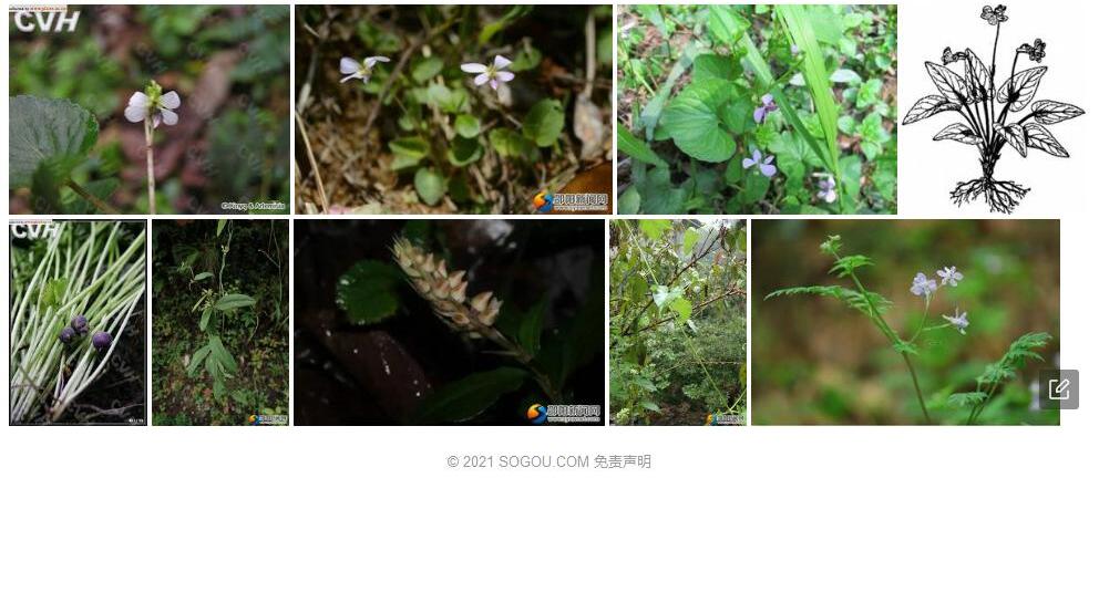 毛堇菜照片和图片/
