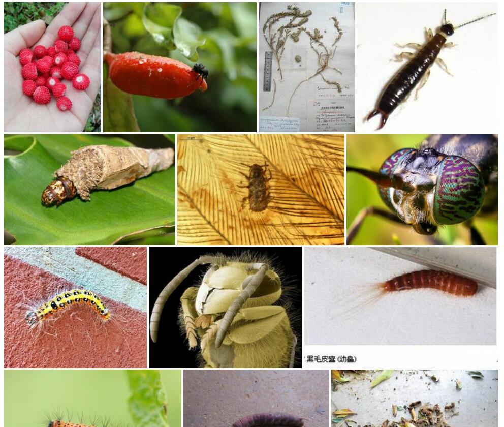 毛大果虫实照片和图片/
