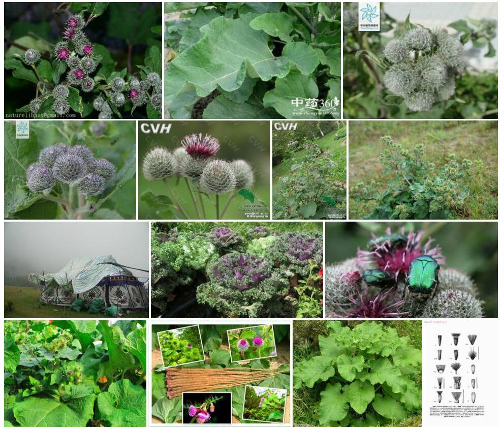 毛头牛蒡照片和图片/