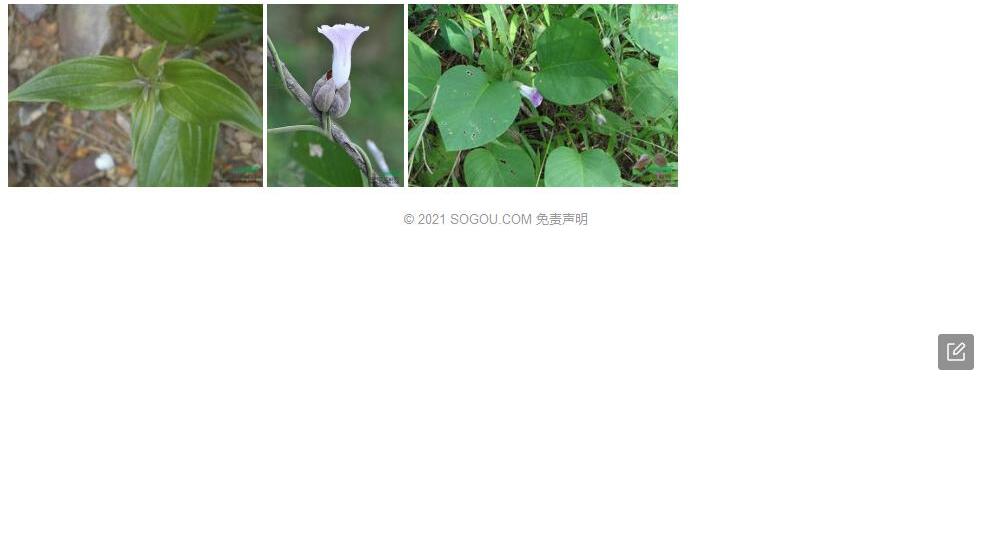 毛头银背藤照片和图片/
