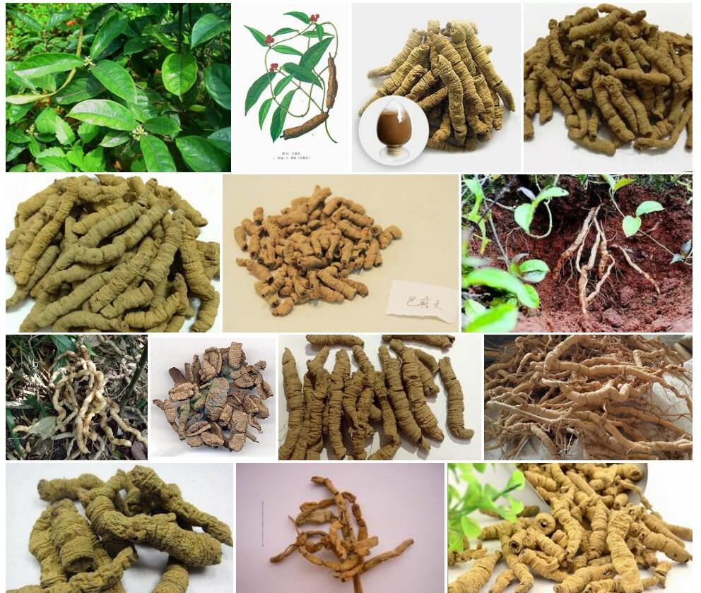 毛巴戟天照片和图片/
