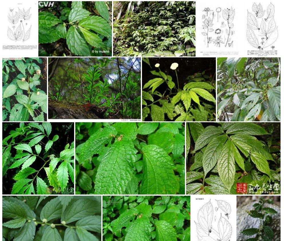 毛序楼梯草照片和图片/