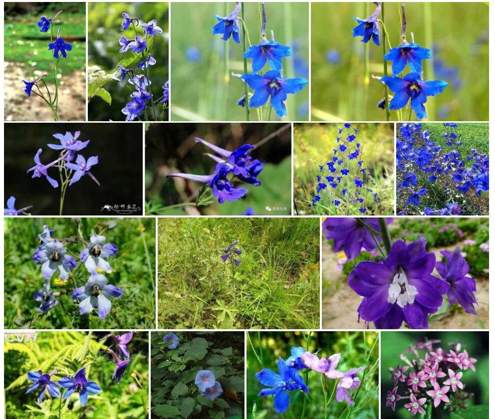 毛序聚伞翠雀花照片和图片/