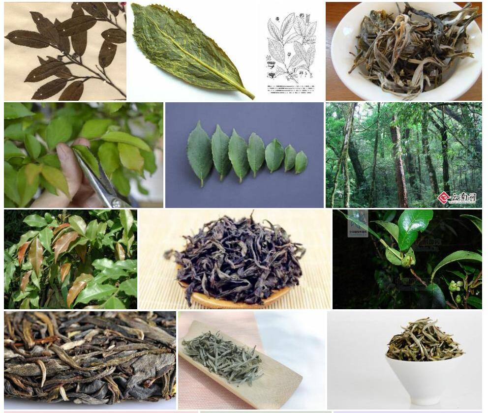 毛折柄茶照片和图片/
