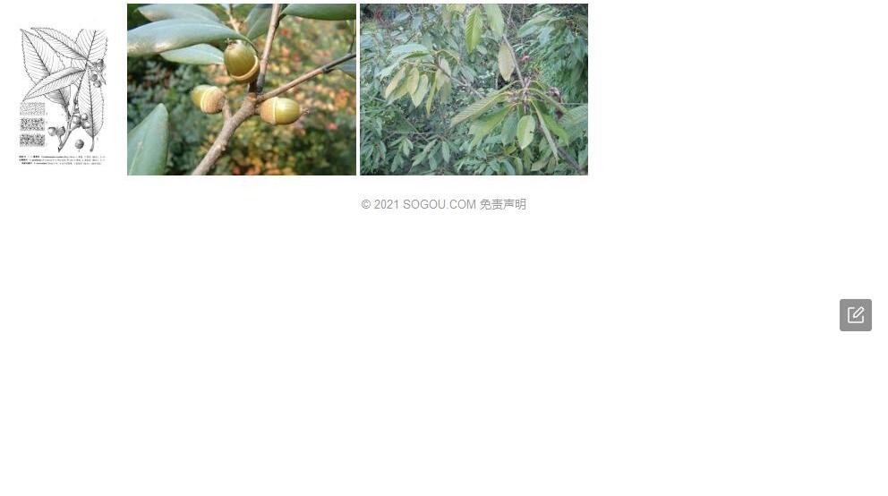 毛曼青冈照片和图片/