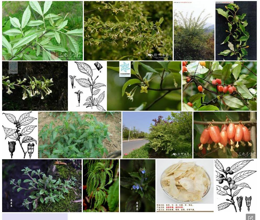 毛木半夏照片和图片/
