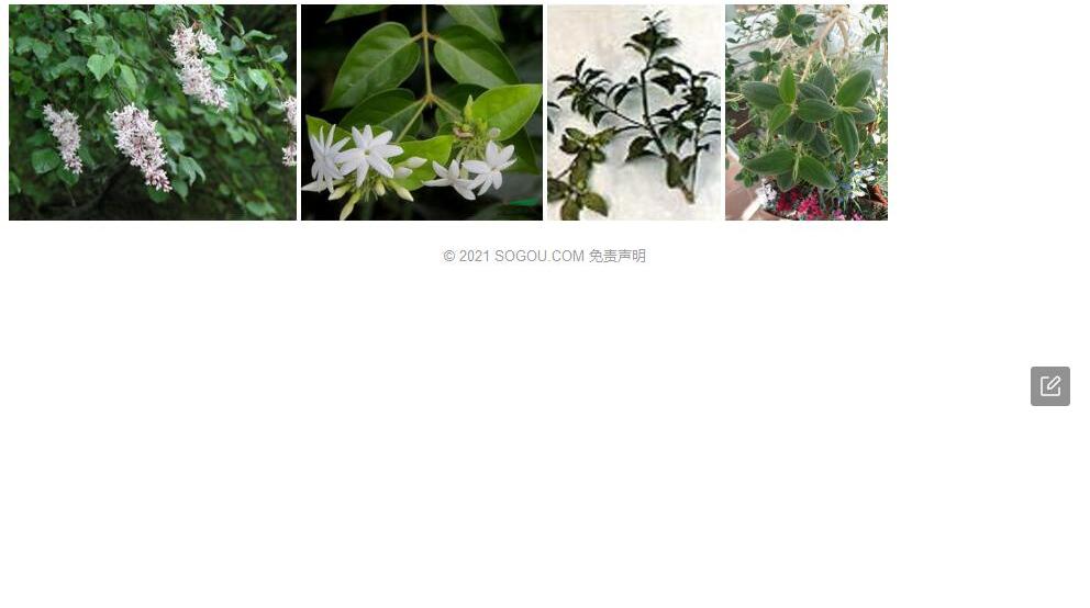 毛木犀照片和图片/