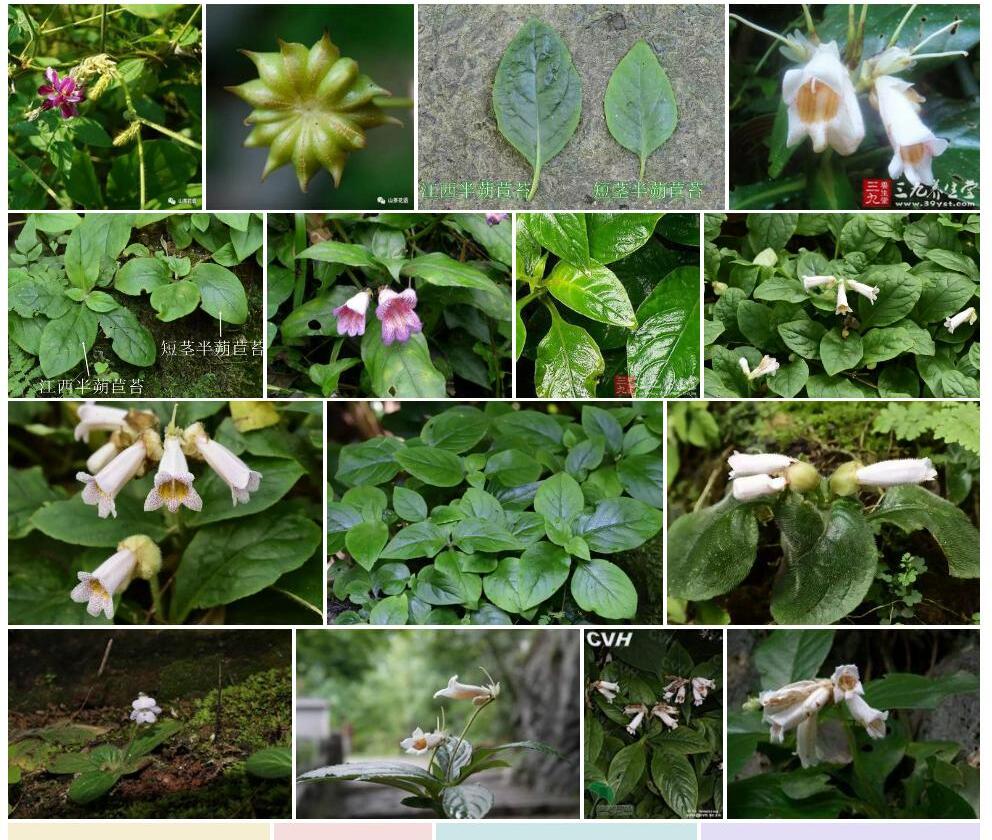 毛果半蒴苣苔照片和图片/