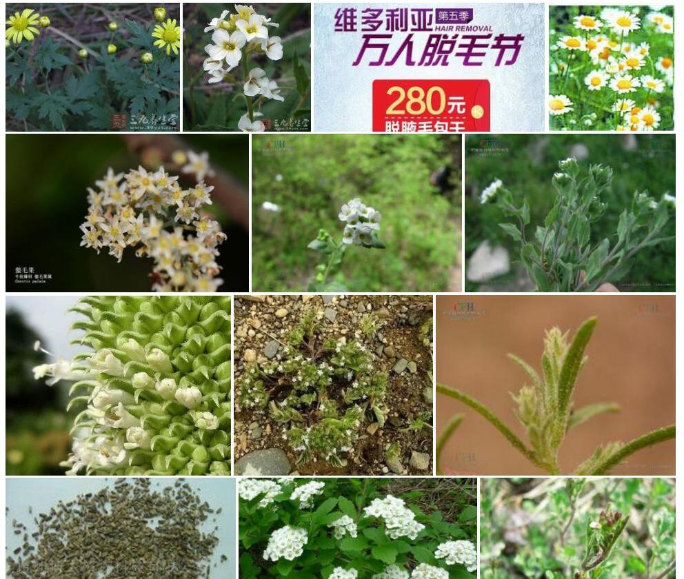 毛果小甘菊照片和图片/