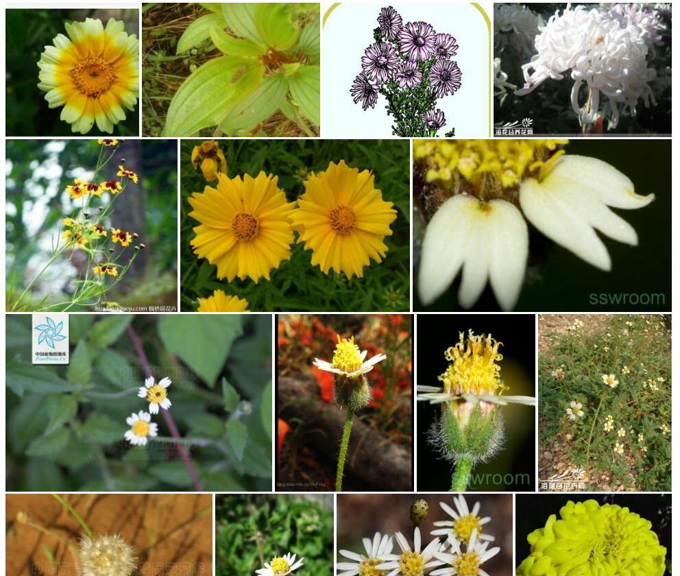 毛果扁芒菊照片和图片/