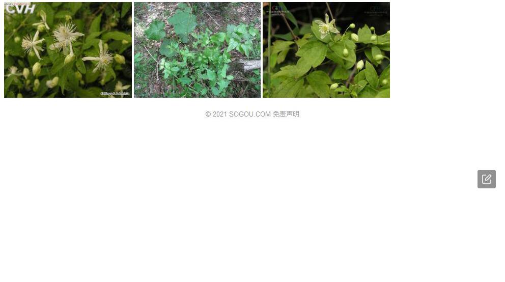 毛果扬子铁线莲照片和图片/