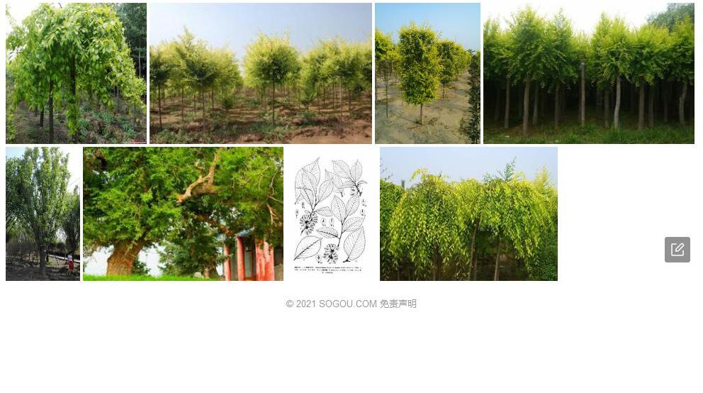 毛果旱榆照片和图片/