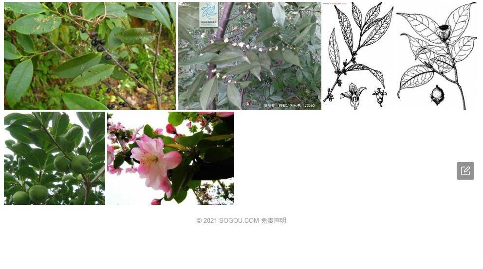 毛果柃照片和图片/