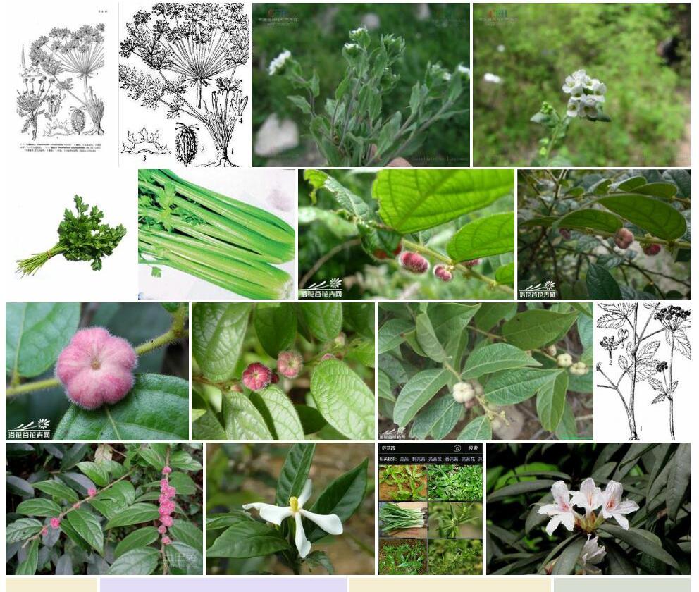 毛果狭腔芹照片和图片/