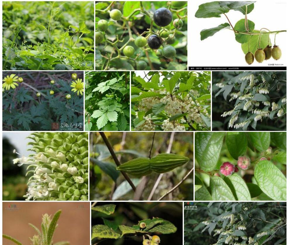 毛果绞股蓝照片和图片/