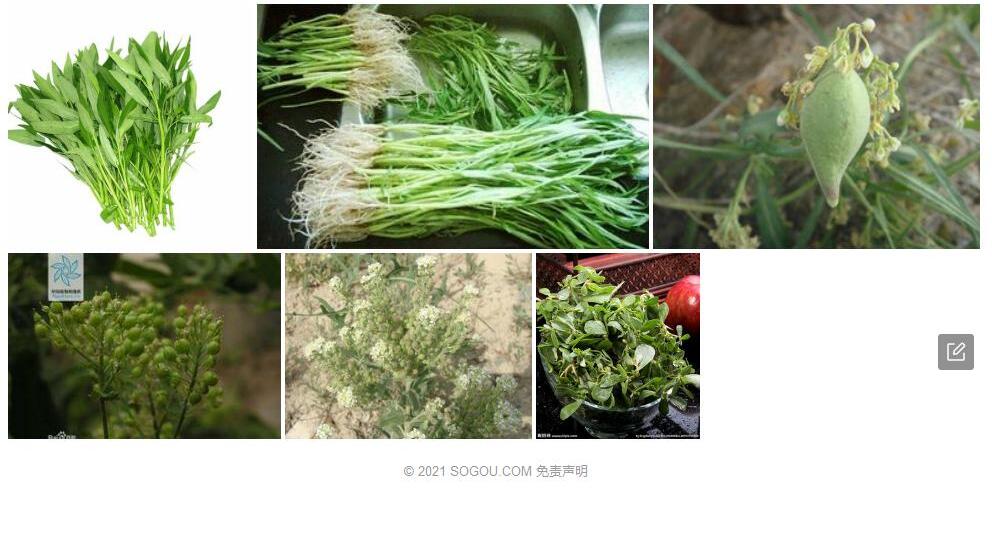 毛果群心菜照片和图片/