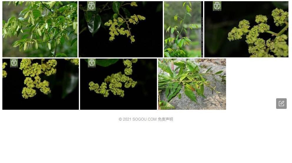 毛果翼核果照片和图片/