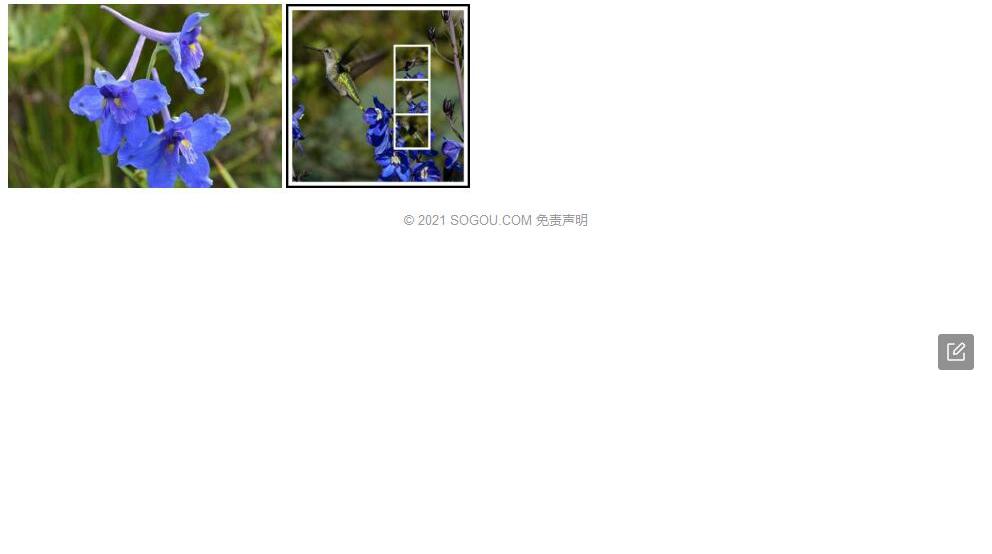 毛果船苞翠雀花照片和图片/