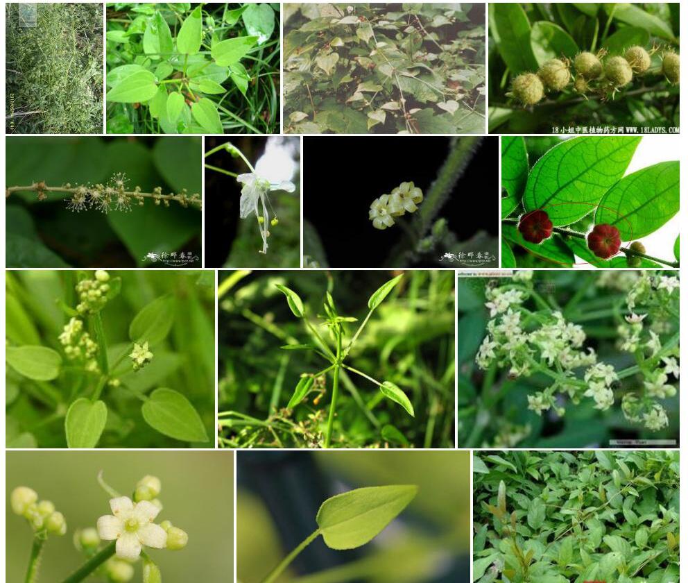 毛果茜草照片和图片/