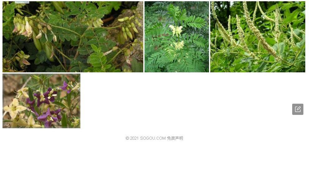 毛果黄耆照片和图片/
