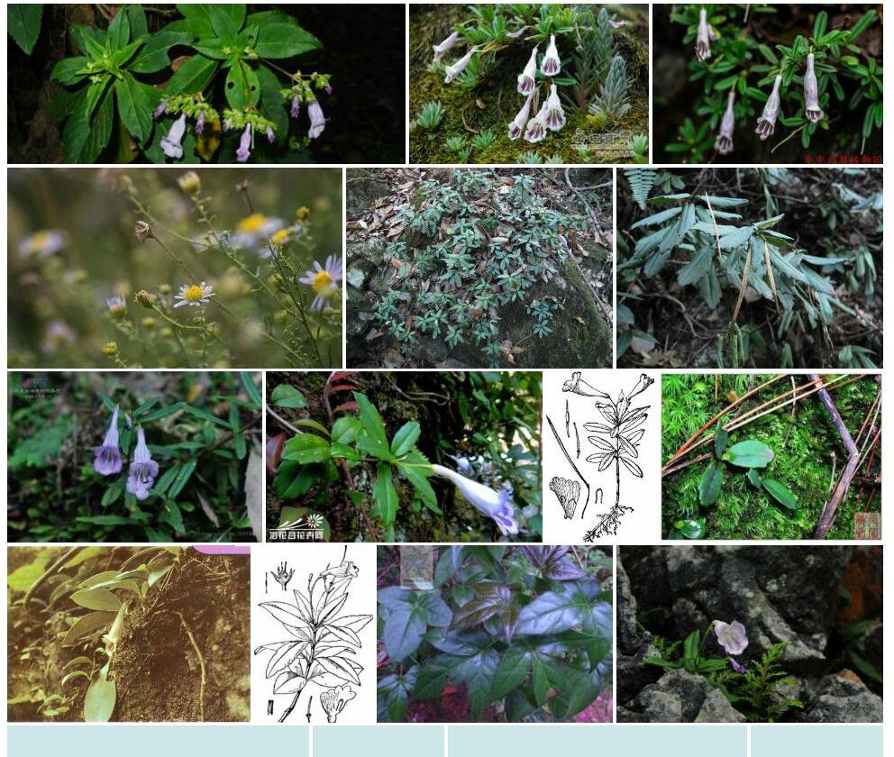 毛枝吊石苣苔照片和图片/