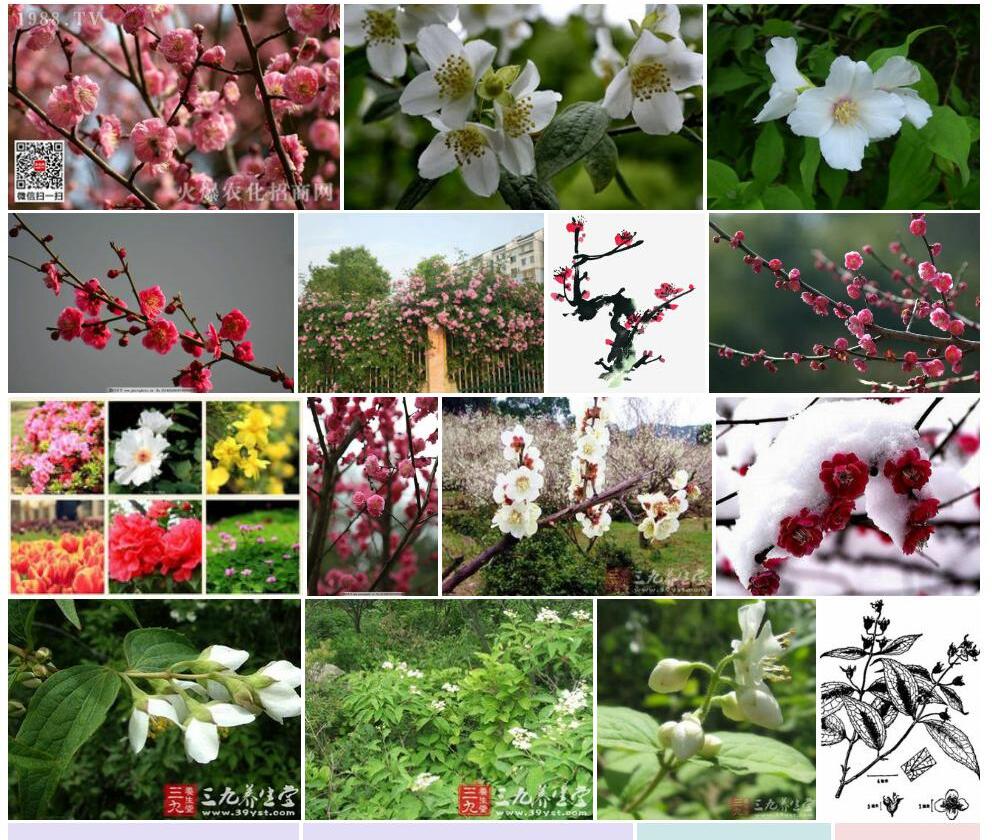 毛枝山梅花照片和图片/
